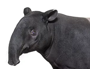 Herbivore Mammal Image Drucke: Portrait side view of Malayan tapir head