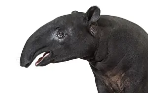 Odd Toed Ungulate Photography Drucke: Portrait side view of Malayan tapir head