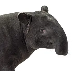 Odd Toed Ungulate Image Drucke: Portrait side view of Malayan tapir head