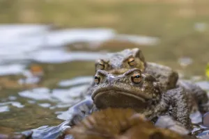 Batrachian Reproduction Drucke: 2 common toads in mating, 2 common toads mating
