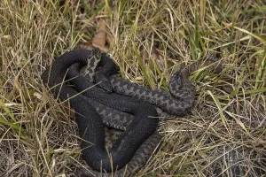 Animals In The Wild Photography Drucke: Adder 2
