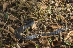 European Viper Species Drucke: Adder 4