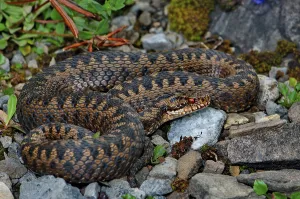 Poisonous Reptile Photography Drucke: Adder