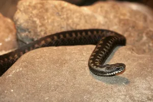 Natural Environment Snakes Drucke: Adder