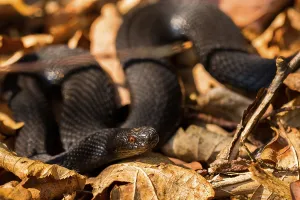 Poisonous Animal Photography Drucke: Adder