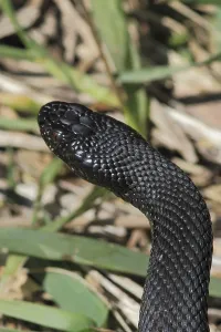 Adder