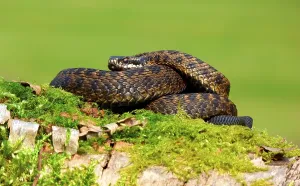 Venomous Snakes Drucke: Adder, Adder (Vipera berus), Other animals