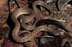 Colubrid Snake Species Drucke: Adder (Colubridae)
