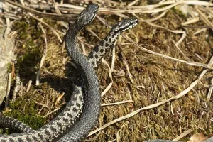 Reptile Fauna Europe Drucke: Adder (Vipera berus)