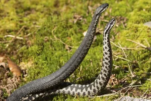 Poisonous Snakes Drucke: Adder (Vipera berus)