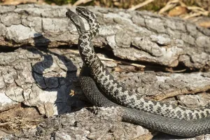Adder Snake Drucke: Adder (Vipera berus)