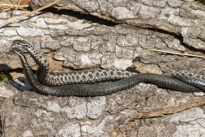 Scaled Reptiles Drucke: Adder (Vipera berus)
