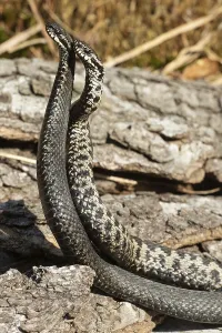 Reptile Behavior Drucke: Adder (Vipera berus)