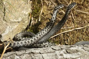 Adder Snake Drucke: Adder (Vipera berus)