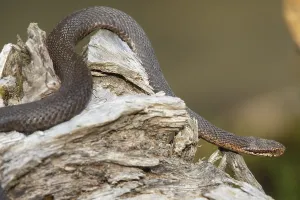Adder Snake Drucke: Adder (Vipera berus)
