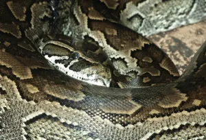Constrictor Snake Species Drucke: African african rock python (Python sebae)