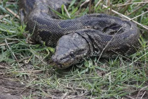 African Rock Python Drucke: African rock python, African rock python