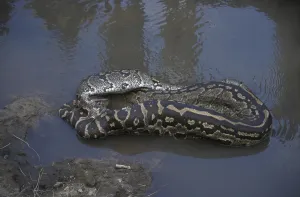 African Rock Python Drucke: African Rock Python (Python sabae)