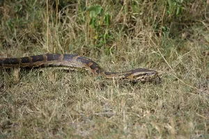 African Rock Python Drucke: African Rock Python (Python sebae)