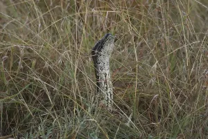 African Rock Python Drucke: African rock python, Python sebae