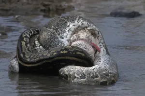African Rock Python Drucke: African Rock Python (Python sebae) constricting White Pelican
