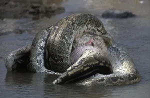 African Rock Python Drucke: African Rock Python (Python sebae) constricting White Pelican