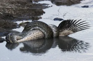 African Rock Python Drucke: African Rock Python (Python sebae) constricting White Pelican