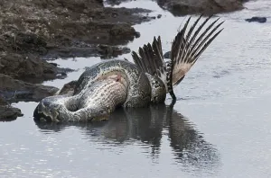 African Rock Python Drucke: African Rock Python (Python sebae) constricting White Pelican