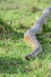 Natural Environment Protection Drucke: African rock python (Python sebae) srawling Masai Mara National Reserve