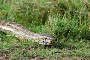 African Rock Python Drucke: African rock python (Python sebae) srawling Masai Mara National Reserve