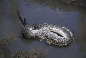 Afrikanische Rockpython (Python sebae) verschlingt einen Weißwangenträger.