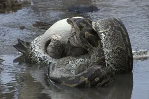 Gerahmter Druck : Afrikanische Rockpython (Python sebae) verschlingt eine Weißwangengans. Gerahmter Druck : Afrikanische Rockpython (Python sebae) verschlingt eine Weißwangengans.