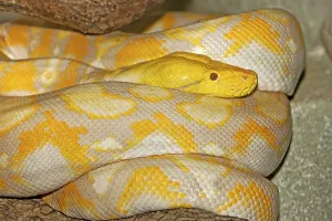 Albino Python Drucke: ALBINO RETICULATION PYTHON python reticulatus