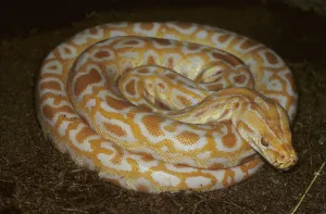Albino Python Drucke: Albino tiger python (Python molurus)