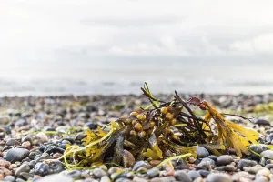 Baltic Sea Algae Drucke: Algae