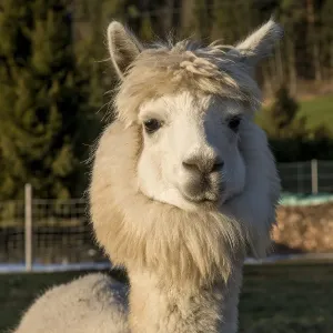 Austria Animal Photography Drucke: Alpaca (Vicugna pacos), Vorderstoder