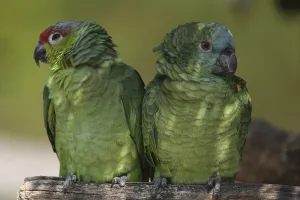 Amazon Parrot Drucke: Amazon