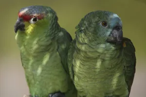 Birds In Their Natural Environment Drucke: Amazon