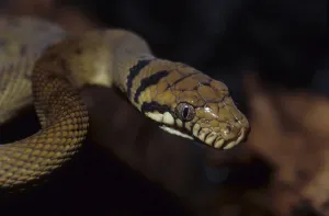 Australian Reptile Species Drucke: Amethyst python (Morelia amethystina)