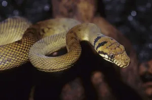 Natural Environment Wildlife Shots Drucke: Amethyst python (Morelia amethystina)