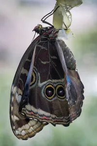 Central Europe Butterflies Drucke: Anaxibia morpho (Morpho anaxibia)