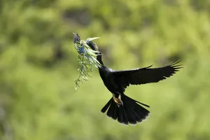 Wild Animal Pictures USA Drucke: Anhinga (Anhinga anhinga) with nesting material