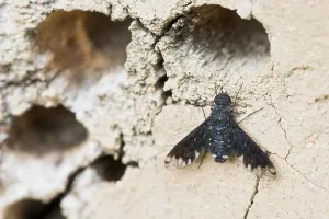 Bee Fly Species Drucke: Anthrax anthrax (Anthrax anthrax)