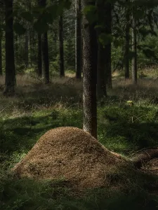 Wooded Scenery Drucke: Ants on anthills in the forest