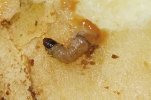 Lepidopteran Fauna In Nature Drucke: Apple wrapper