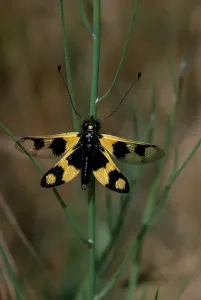 Eastern European Insects Drucke: Ascalaphid, Istria, Ascalaphid Owlfly (Libelloides macaronius) moth