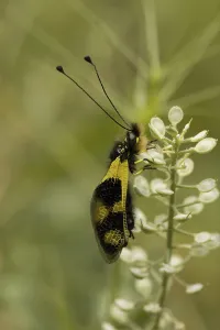 Nature Photography Greece Drucke: Ascalaphid (Libelloides macaronius)