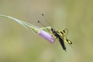 Croatian Wildlife Photography Drucke: Ascalaphid Owlfly (Libelloides macaronius)