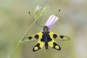 Croatian Wildlife Photography Drucke: Ascalaphid Owlfly (Libelloides macaronius)