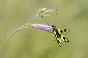 Eastern European Insects Drucke: Ascalaphid Owlfly (Libelloides macaronius)